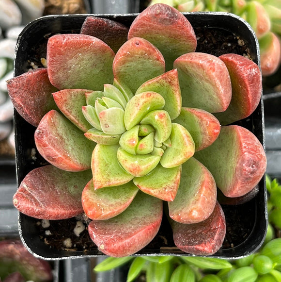 Green and red Graptoveria 'Chanel' plant in a pot with blurred background