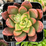 Green and red Graptoveria 'Chanel' plant in a pot with blurred background