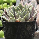 Sempervivum 'Commander' plant in a black pot with green background