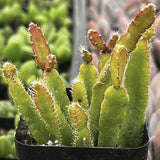 Potted Rhipsalis cereoides plant with green leaves and a black pot on a blurred background