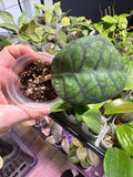 Hoya Callistophylla Obsidian