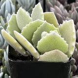 Kalanchoe milottii plant in a pot with a blurred background