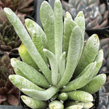  Senecio haworthii  plant in a pot with other plants in the background