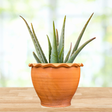 Aloe Barbadensis