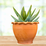 Aloe Brevifolia
