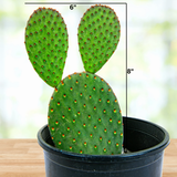 Cinnamon Prickly Pear