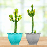 Two potted Euphorbia royaleana in blue and gray pots on a wooden surface with a blurred natural background.