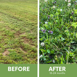 Before and after comparison of a lawn treatment showing改善后的效果.