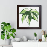 Philodendron Cream Splash Framed Print – Botanical Wall Art