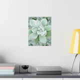 Pachyveria Haagei Succulent Pattern Botanical Print – Unframed Wall Art