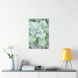 Pachyveria Haagei Succulent Pattern Botanical Print – Unframed Wall Art