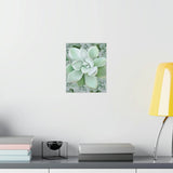 Pachyveria Haagei Succulent Pattern Botanical Print – Unframed Wall Art