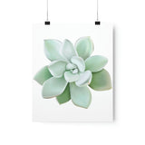 Pachyveria Haagei Succulent Botanical Print – Unframed Wall Art