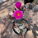 Potted Beavertail Prickly Pear cactus with bright pink flowers on a rocky surface