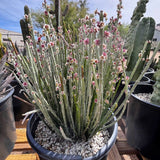 Potted succulent Candelilla plant with small pink flowers in a garden setting