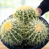 Golden Barrel Cactus