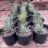Potted Joshua Tree plants on a brick surface with a stone wall background