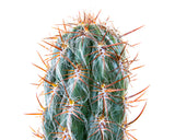 Close-up of a Old Man of the Andes Cactus with spines on a white background