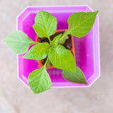 Small green plant in a pot 5" Nursery Pots with Insert Tray