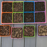 Colorful 5X5 Shallow Microgreen Trays with soil on a wooden surface