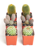 Assorted Mini Cactus Collection in orange pots on a white background