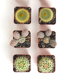 Assorted Mini Cactus Collection in square containers on a white background
