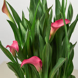 Pink calla lilies with green leaves on a light background