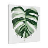 Melting Monstera Albo Canvas Print – Botanical Wall Art