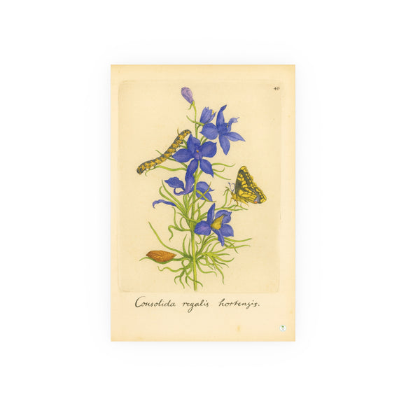 Consolida regalis hortensis (Field Larkspur) with Butterfly, Colorized Reproduction from Erucarum Ortus (1717)