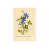 Consolida regalis hortensis (Field Larkspur) with Butterfly, Colorized Reproduction from Erucarum Ortus (1717)