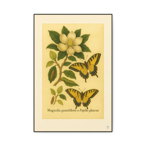 Magnolia and Eastern Tiger Swallowtail, Botanical Illustration on Canvas