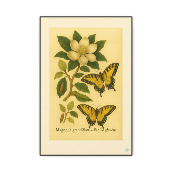 Magnolia and Eastern Tiger Swallowtail, Botanical Illustration on Canvas
