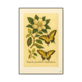 Magnolia and Eastern Tiger Swallowtail, Botanical Illustration on Canvas