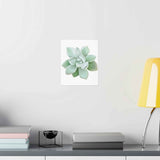 Pachyveria Haagei Succulent Botanical Print – Unframed Wall Art