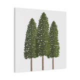 Ponderosa Pine Canvas Print – Wall Art