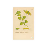 Hedera teneriffis florens – colorized ivy with moth life cycle (GoGardenNow exclusive)