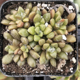 Anacampseros vanthielii plant in a pot with soil and small stones
