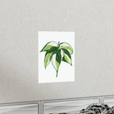Philodendron Cream Splash Botanical Print – Unframed Wall Art