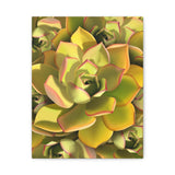 Noble Aeonium Succulent Pattern Canvas Print – Botanical Wall Art