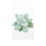 Pachyveria Haagei Succulent Botanical Print – Unframed Wall Art