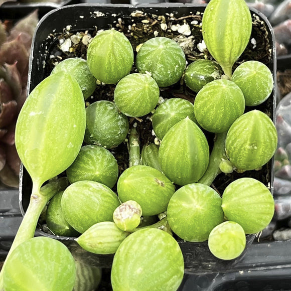 Senecio herreanus plants in a pot with a close-up view