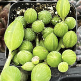 Senecio herreanus plants in a pot with a close-up view