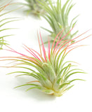 Air plant with pink and green leaves on a white background