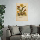 Taraxacum (Common Dandelion) with Woolly Bear Caterpillar and Moth – Colorized Reproduction from Erucarum Ortus (1717) – GoGardenNow Exclusive