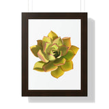 Noble Aeonium Succulent Framed Print – Botanical Wall Art