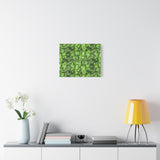 Aglaonema Pictum Canvas Print – Botanical Wall Art