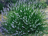 Premium French Provence Lavender Plant Fresh Dried Flowers Bundle