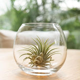 Clear glass vase with a succulent plant on a wooden surface with a blurred green background