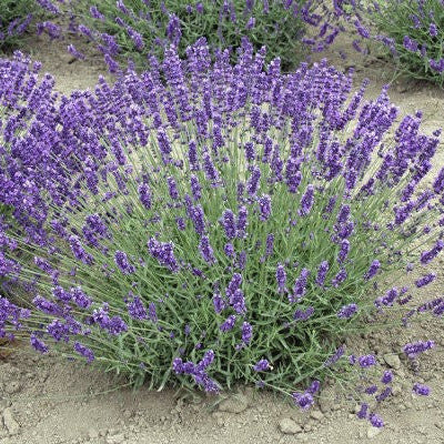 Lavender flowers on a natural background
