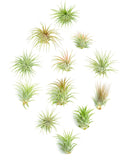 Set of air plants arranged on a white background